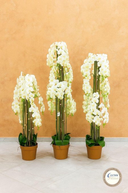 ورة اوركيد  سحلب